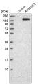 Ribosomal Protein S6 Kinase C1 antibody, NBP1-83141, Novus Biologicals, Western Blot image 