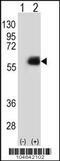 N-Myristoyltransferase 2 antibody, 61-410, ProSci, Western Blot image 