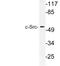 SRC Proto-Oncogene, Non-Receptor Tyrosine Kinase antibody, LS-C177787, Lifespan Biosciences, Western Blot image 