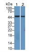 8-Oxoguanine DNA Glycosylase antibody, LS-C373006, Lifespan Biosciences, Western Blot image 