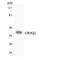 Olfactory Receptor Family 9 Subfamily Q Member 2 antibody, LS-C200438, Lifespan Biosciences, Western Blot image 