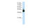 Ribonucleic Acid Export 1 antibody, 29-254, ProSci, Western Blot image 