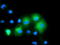 Mitogen-Activated Protein Kinase 12 antibody, LS-C172517, Lifespan Biosciences, Immunofluorescence image 