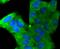 Stathmin 1 antibody, A01194, Boster Biological Technology, Immunocytochemistry image 