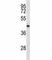 NDRG Family Member 2 antibody, F44120-0.4ML, NSJ Bioreagents, Western Blot image 