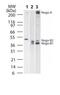 Reticulon 4 antibody, ab47085, Abcam, Western Blot image 