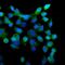 Eukaryotic Translation Termination Factor 1 antibody, M04157-1, Boster Biological Technology, Immunofluorescence image 