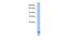 HECT And RLD Domain Containing E3 Ubiquitin Protein Ligase 5 antibody, MBS5300446, MyBioSource, Western Blot image 