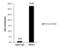 MDM2 Proto-Oncogene antibody, GTX100531, GeneTex, Chromatin Immunoprecipitation image 