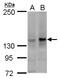 SURP And G-Patch Domain Containing 2 antibody, GTX115357, GeneTex, Western Blot image 
