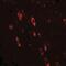 Oligodendrocyte Transcription Factor 2 antibody, NBP2-41269, Novus Biologicals, Immunofluorescence image 