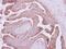 Catenin Alpha 1 antibody, PA5-28345, Invitrogen Antibodies, Immunohistochemistry frozen image 