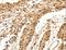 Spermatogenesis Associated 20 antibody, LS-C406037, Lifespan Biosciences, Immunohistochemistry paraffin image 