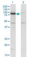 NFKB Repressing Factor antibody, H00055922-M06, Novus Biologicals, Western Blot image 