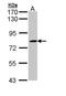 Adenosylhomocysteinase Like 2 antibody, PA5-22214, Invitrogen Antibodies, Western Blot image 