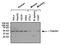 Tubulin Gamma 1 antibody, NB100-74421, Novus Biologicals, Western Blot image 