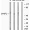 Carbohydrate Sulfotransferase 2 antibody, PA5-50001, Invitrogen Antibodies, Western Blot image 