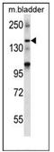 SH3 And Multiple Ankyrin Repeat Domains 2 antibody, AP53906PU-N, Origene, Western Blot image 