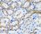 Peroxisomal Biogenesis Factor 5 antibody, FNab06331, FineTest, Immunohistochemistry frozen image 