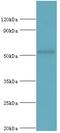 COP9 Signalosome Subunit 2 antibody, MBS1498459, MyBioSource, Western Blot image 