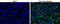 Zika Virus antibody, GTX133318, GeneTex, Immunofluorescence image 