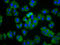 Hyperpolarization-activated cation channel 2 antibody, LS-C680582, Lifespan Biosciences, Immunofluorescence image 