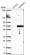 HSPB1 Associated Protein 1 antibody, NBP1-92014, Novus Biologicals, Western Blot image 