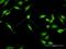 ELAV Like RNA Binding Protein 4 antibody, H00001996-D01P, Novus Biologicals, Immunofluorescence image 