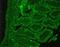 Somatostatin Receptor 2 antibody, GTX29550, GeneTex, Immunohistochemistry paraffin image 