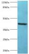 Golgi Membrane Protein 1 antibody, LS-C375825, Lifespan Biosciences, Western Blot image 