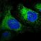 Reticulocalbin 1 antibody, PA5-58409, Invitrogen Antibodies, Immunofluorescence image 