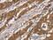 Desmocollin 2 antibody, MBS2521513, MyBioSource, Immunohistochemistry frozen image 