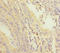 Phosphodiesterase 6A antibody, LS-C676232, Lifespan Biosciences, Immunohistochemistry paraffin image 