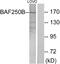 AT-rich interactive domain-containing protein 1B antibody, A30528, Boster Biological Technology, Western Blot image 