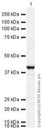 Loricrin antibody, ab85679, Abcam, Western Blot image 