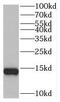 Brain Expressed X-Linked 2 antibody, FNab00884, FineTest, Western Blot image 