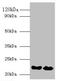Interferon Alpha 21 antibody, orb239562, Biorbyt, Western Blot image 