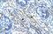 Ankyrin Repeat Domain 11 antibody, PA5-40736, Invitrogen Antibodies, Immunohistochemistry frozen image 