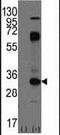 CD8 antibody, PA5-11454, Invitrogen Antibodies, Western Blot image 