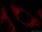 CUE Domain Containing 2 antibody, 20123-1-AP, Proteintech Group, Immunofluorescence image 