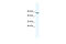 GATA Zinc Finger Domain Containing 2A antibody, 28-682, ProSci, Western Blot image 