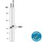 Fatty Acid Binding Protein 1 antibody, AF2964, R&D Systems, Western Blot image 