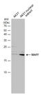 MAF BZIP Transcription Factor F antibody, GTX129249, GeneTex, Western Blot image 