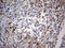 Granulin Precursor antibody, LS-C794038, Lifespan Biosciences, Immunohistochemistry paraffin image 