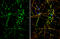 OTU Deubiquitinase, Ubiquitin Aldehyde Binding 1 antibody, GTX133347, GeneTex, Immunofluorescence image 