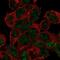 RNA Binding Protein With Serine Rich Domain 1 antibody, NBP1-92343, Novus Biologicals, Immunofluorescence image 