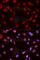 Checkpoint Kinase 1 antibody, AP0017, ABclonal Technology, Immunofluorescence image 