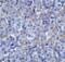 Lymphocyte Activating 3 antibody, 8655, ProSci, Immunohistochemistry paraffin image 