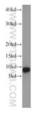 Cytochrome C Oxidase Subunit 7A1 antibody, 11413-1-AP, Proteintech Group, Western Blot image 