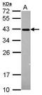 ERCC Excision Repair 1, Endonuclease Non-Catalytic Subunit antibody, PA5-29158, Invitrogen Antibodies, Western Blot image 